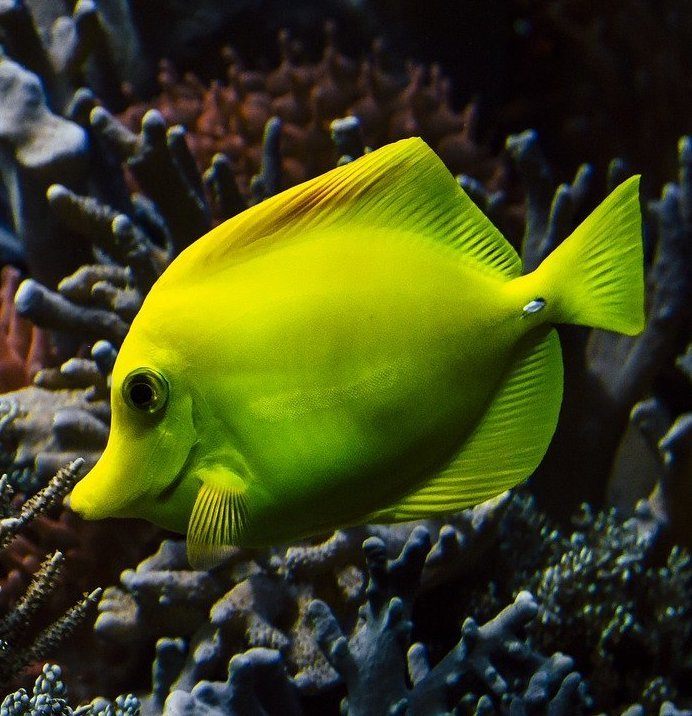 45+ Big Island Hawaii Snorkeling Package