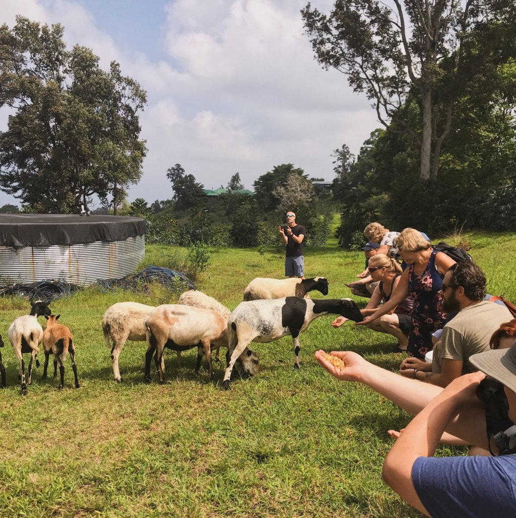 Hawaii Big Island Coffee Tours&nbsp;Packages