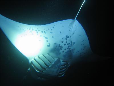 14+ Manta Ray Snorkel Kona Reddit&nbsp;Package