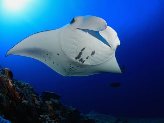 Manta Ray Snorkel Kona Sea Paradise Package