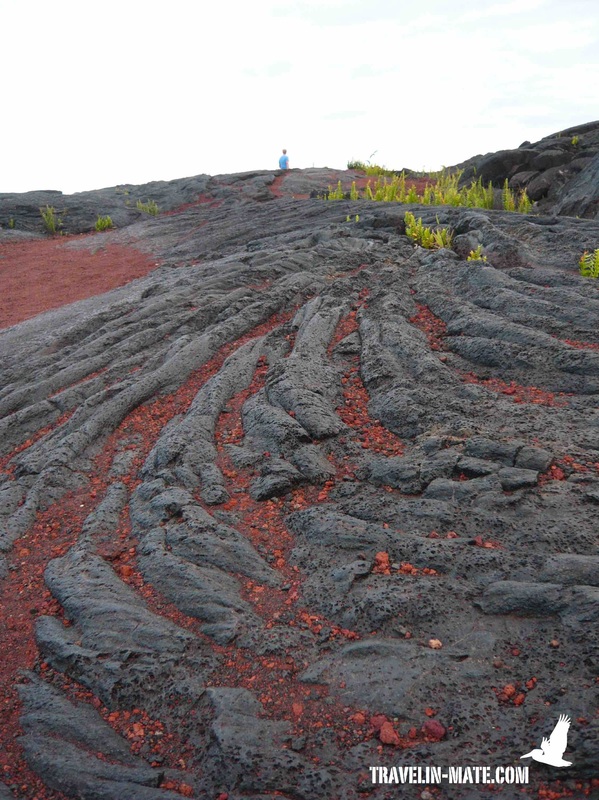 36+ Macadamia Farm Tour Big Island