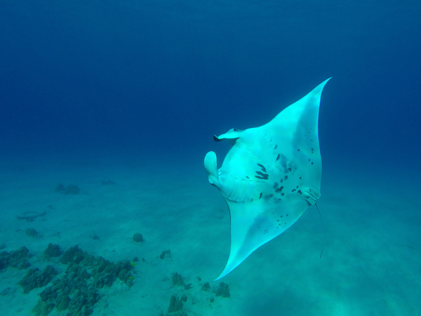 Best Kona Manta Ray Diving Package