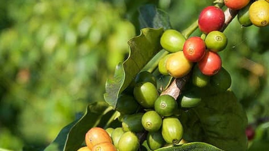 Exploring Kona Coffee Tours&nbsp;Oahu