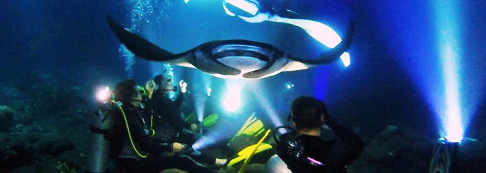 Amazing Manta Snorkel Big Island Packages