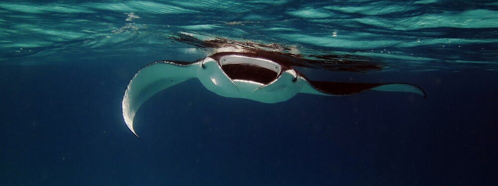 Best Manta Ray Kona Snorkel