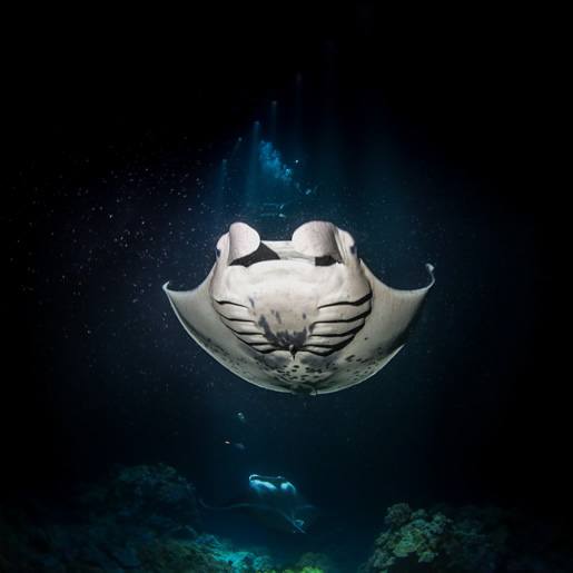 47+ Manta Ray Dive And Snorkel Kona&nbsp;Package