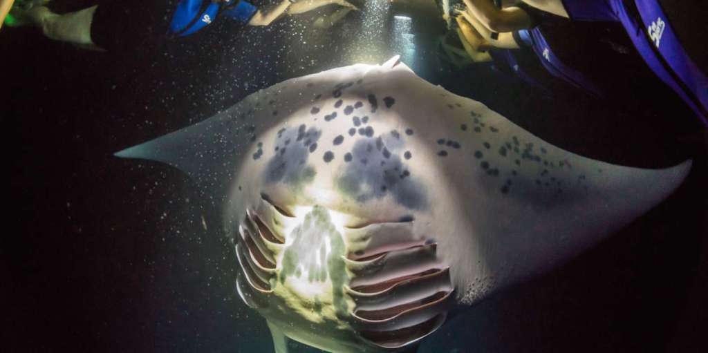 42+ Manta Ray Snorkel Kona Package