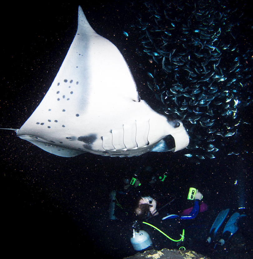 15+ Manta Ray Snorkel Night&nbsp;Kona