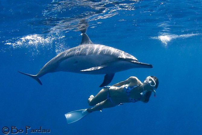 Dolphin Adventures Big Island Hawaii Packages
