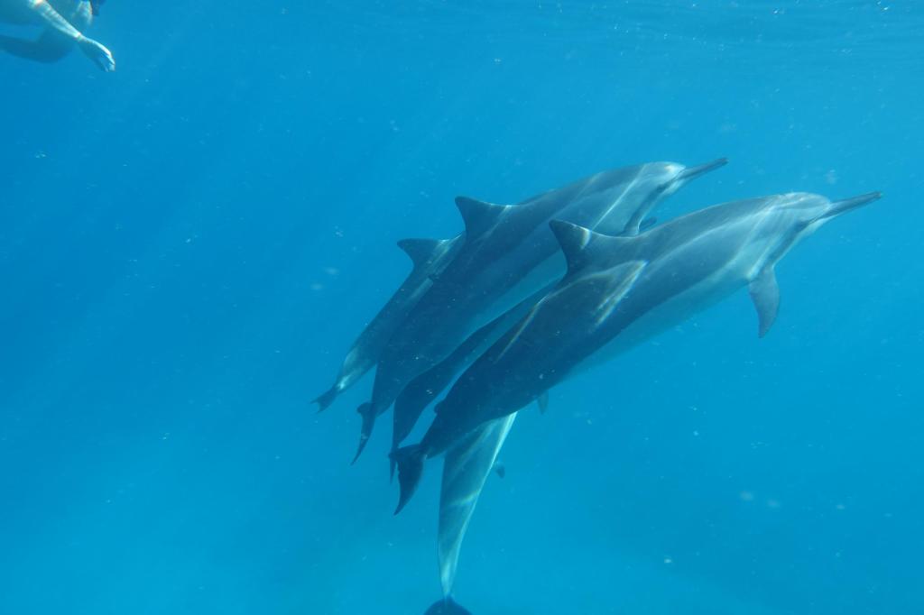 Exploring Dolphin Swim Kona&nbsp;Hawaii