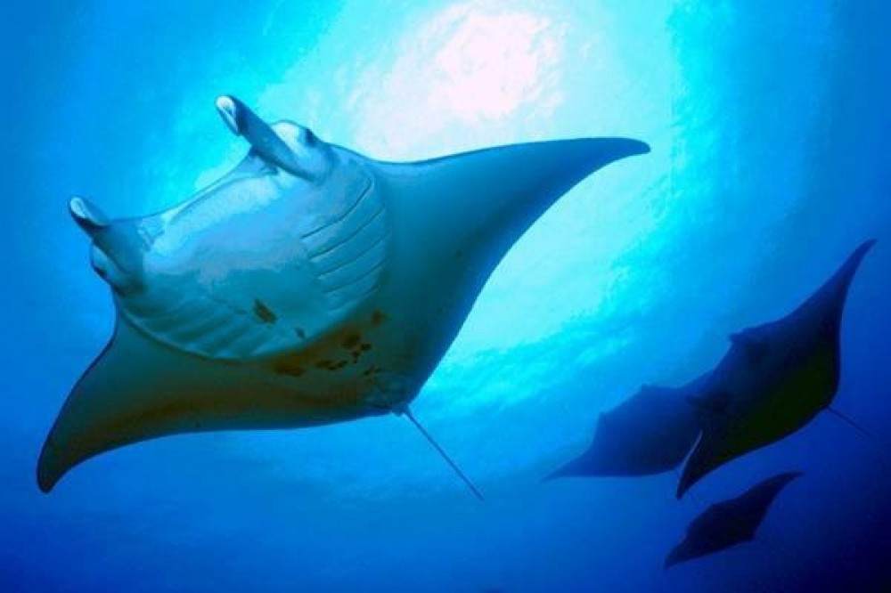 Amazing Manta Ray Tour Kona&nbsp;Package