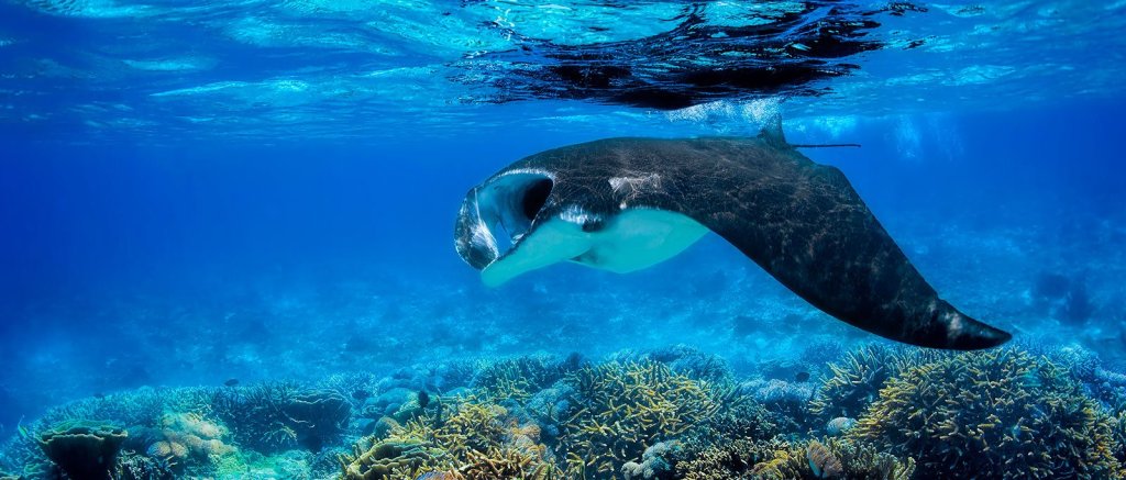 Exploring Manta Ray Snorkel Kona Sheraton Package