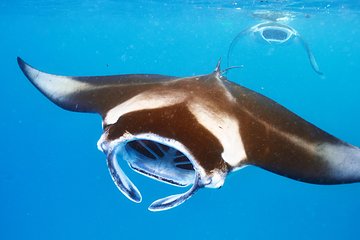 33+ Big Island Kona Manta Ray Night Snorkel- Small Group Packages