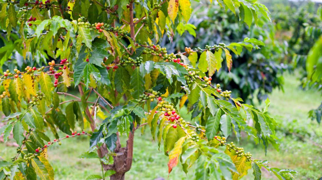 Exploring Kona Food Tour&nbsp;Packages