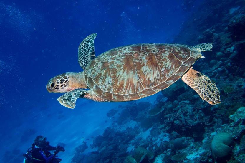 42+ Hawaii Turtle Tours Circle Island&nbsp;Packages