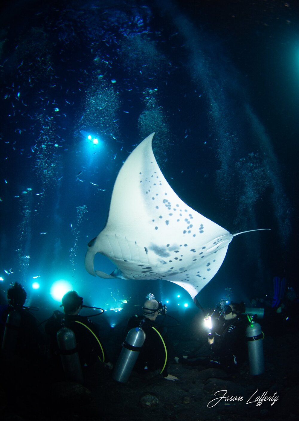 Best Manta Ray Night Dive Big&nbsp;Island