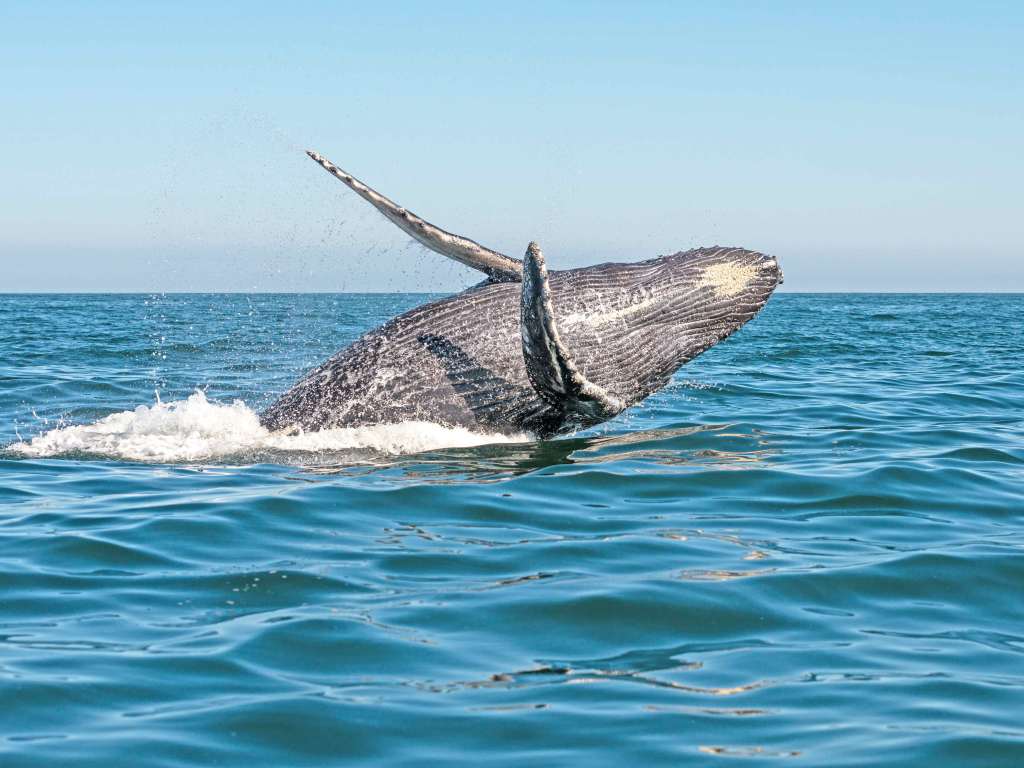 Exploring Whale Watching Tours Kailua Kona&nbsp;Package