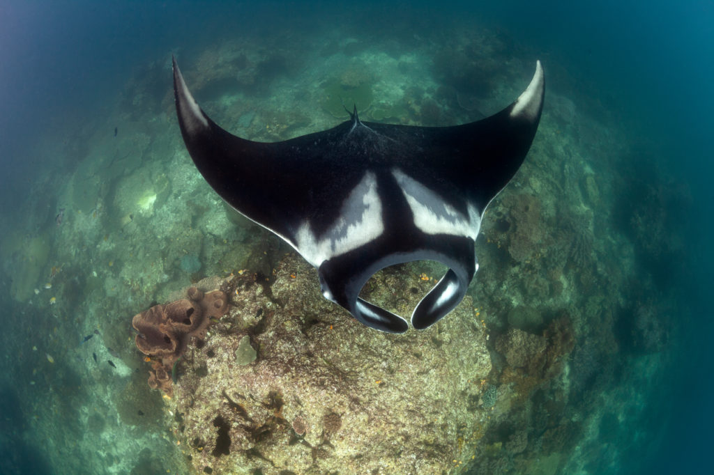 Are Manta Rays Friendly Packages