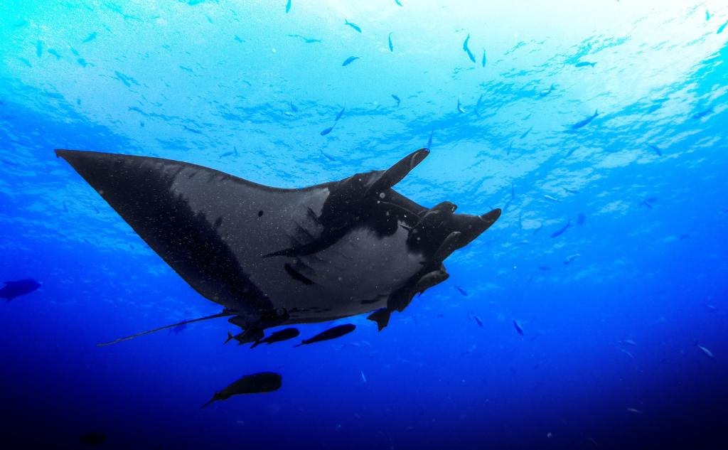 49+ Manta Ray Night Snorkel Kona&nbsp;Hawaii