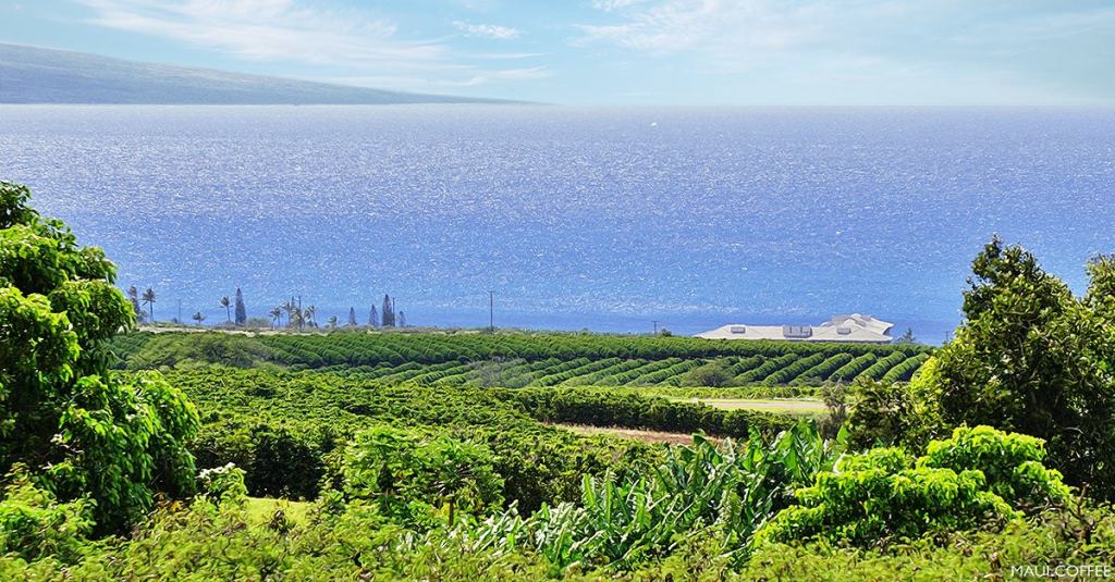 Is Kona Cheaper Than&nbsp;Maui