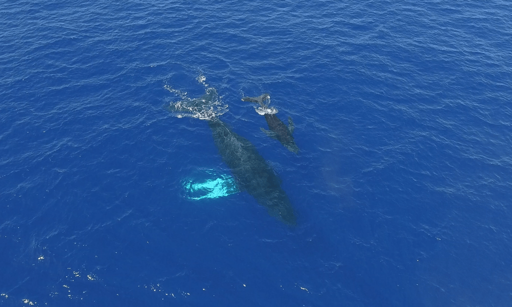 41+ Kona Whale Watch Package