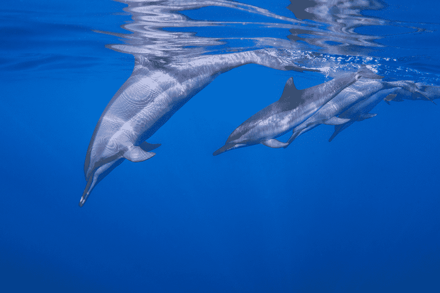 Best Dolphin Snorkel Big Island Package