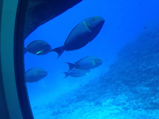 Amazing Kona Submarine Tour&nbsp;Review