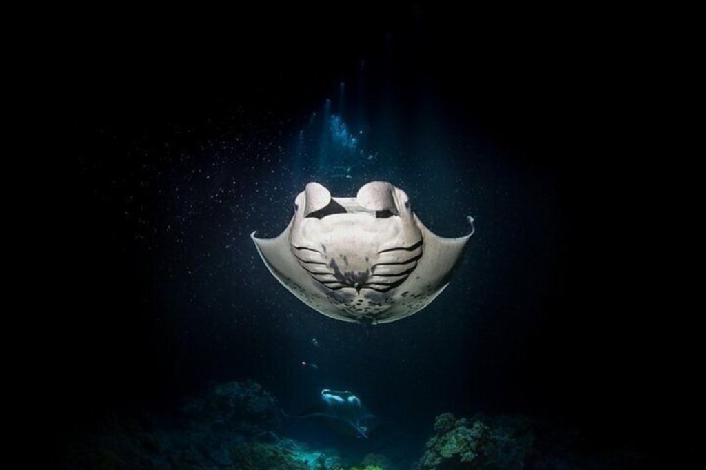 23+ Viator Kona Tours&nbsp;Package