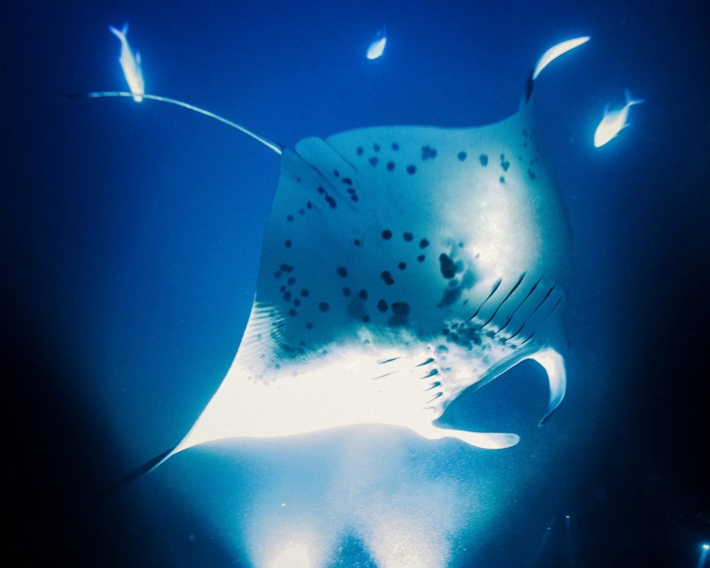 Amazing Hawaii Big Island Manta Ray Night Snorkel Packages
