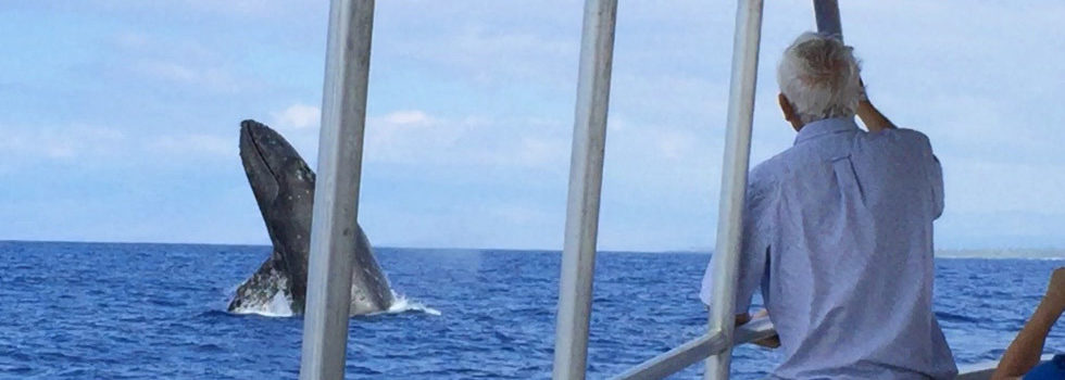 46+ Snorkel Tours &amp; Whale Watching Kona Waikoloa Kohala Tours&nbsp;Packages