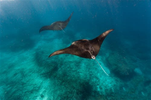 Kona Sunset Manta Snorkel