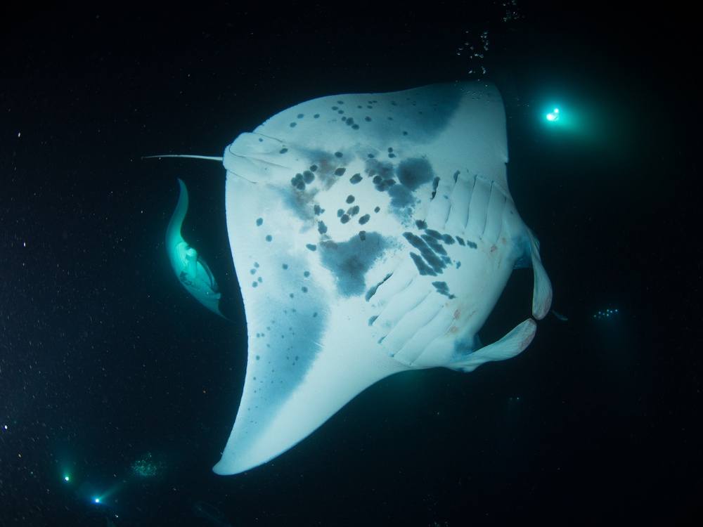 43+ Manta Ray Dive Kona&nbsp;Location