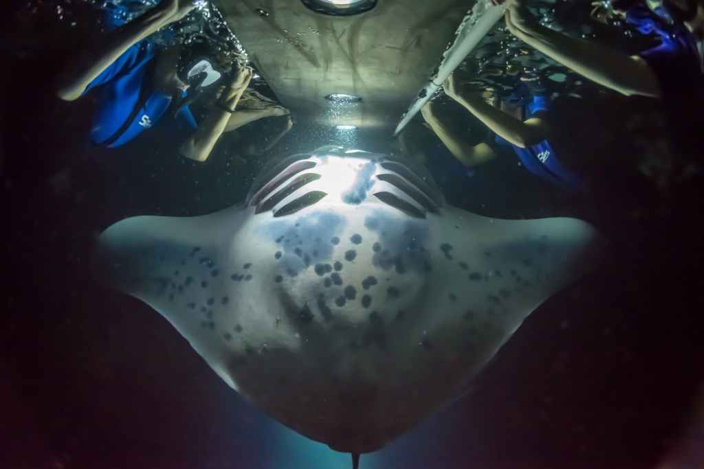 Exploring Hawaii Big Island Manta Ray Snorkel
