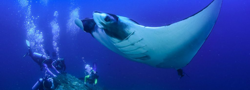 Amazing Snorkel Manta Rays Kona Package
